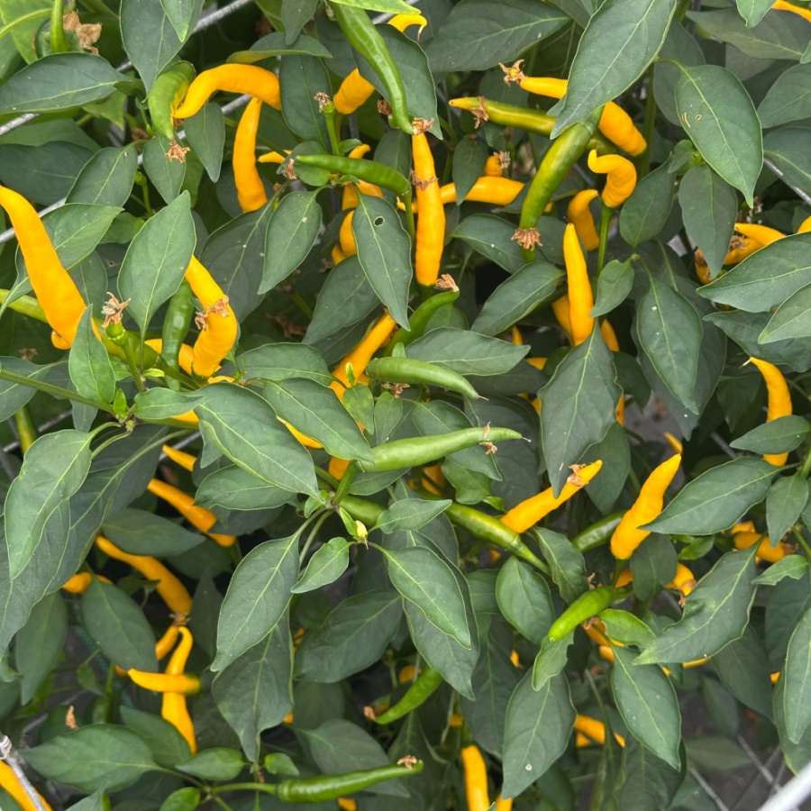 Chilli Kristian