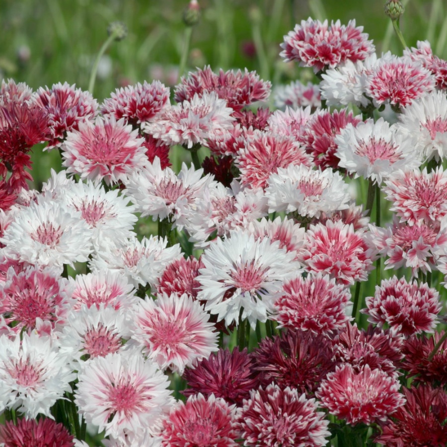 Cornflower Romantic Mixed Seeds