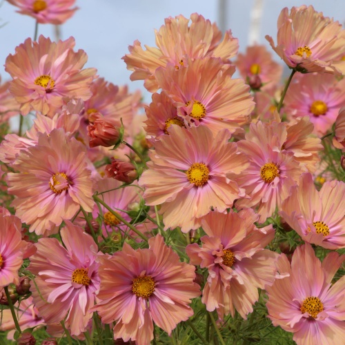 Cosmos Apricotta