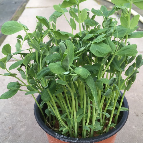 Pea Shoots Seeds 4019