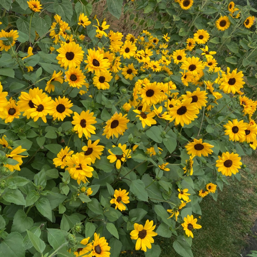 Sunflower Full Summer Seeds