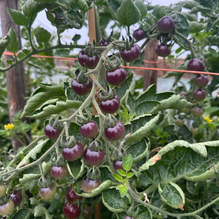 Tomato Purple Bumble Bee