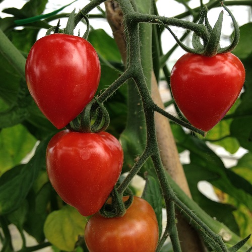 Tomato Cherry Sweetheart